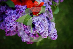 Lilac blooms. A beautiful bunch of lilac closeup. Green branch with spring lilac flowers. Lilac bush. Lilac flowers on tree in gar