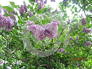 Lilac blooms in the botanical garden