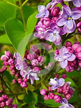 Lilac blooms with a heart shaped leaf