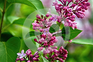 Lilac blooms with water drops. A beautiful bunch of lilacs closeup. Natural seasonal floral background.