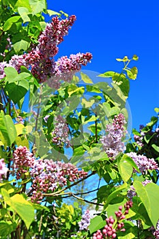 Lilac Blossom