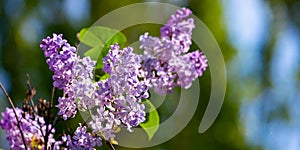 lilac blossom. beautiful scenery in the garden