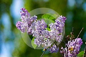 lilac blossom. beautiful scenery in the garden