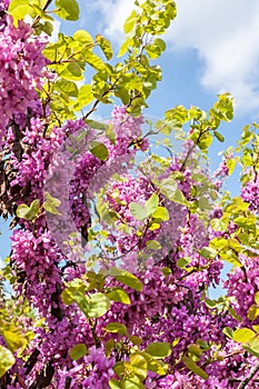 Lilac blossom in Danube Park, Vienna, Austria