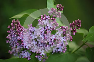 Lilac Blossom Flower