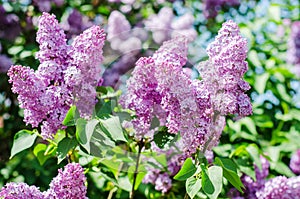 Lilac in blossom photo