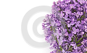 Lilac blossom isolated on white background with empty space