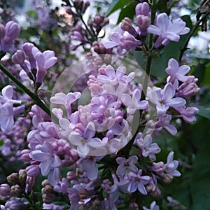 Lilac blossom near hause in spring