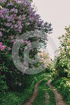 Lilac blossom on rustic road background with empty space for greeting message. Mother's Day and spring background