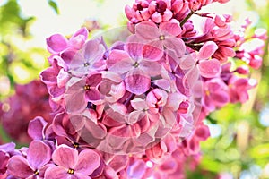 Lilac blossom, selective focus