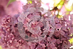 Lilac blossom, selective focus. Photo for covers