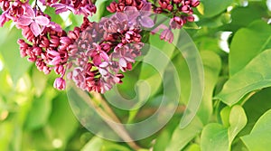 Lilac blossom on a sunny day in the park. Pink flowers, large inflorescences photo