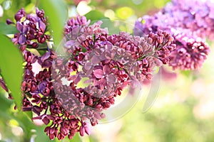 Lilac blossom on a sunny day in the park. Pink flowers, large inflorescences photo