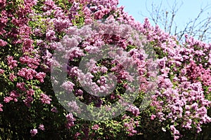 Lilac blossom on a sunny day in the park. Pink flowers, large inflorescences photo