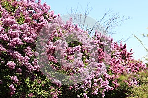 Lilac blossom on a sunny day in the park. Pink flowers, large inflorescences photo