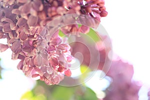 Lilac blossom on a sunny day in the park. Pink flowers, large inflorescences photo