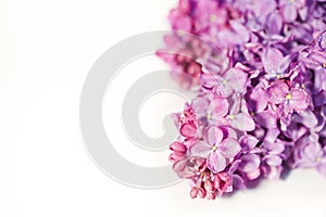 Lilac blossom
