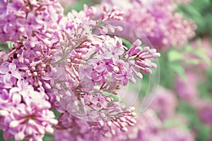 Lilac Blossoming Flowers