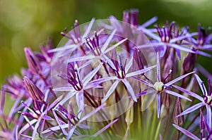 Lilac blossoms