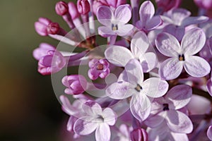 Lilac blossoms