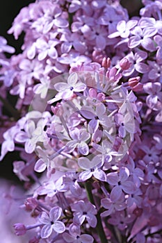 Lilac blossoms