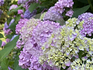 Lilac Blossoms Closeup