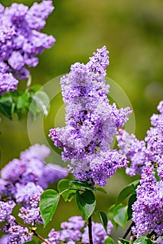 Lilac blossoms in spring