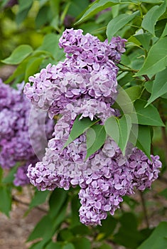 Lilac Blossoms - Syringa vulgaris