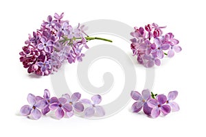 Lilac blossoms on white background.