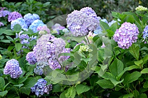 Lilac and blue flowers of a hydrangea Hydrangea L., close up