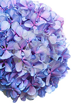Lilac-blue hydrangea isolated on white