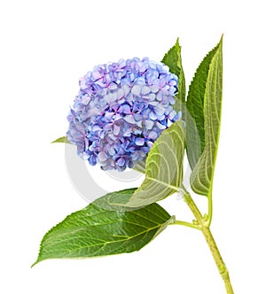 Lilac-blue hydrangea isolated on white