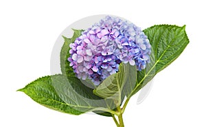 Lilac-blue hydrangea isolated on white