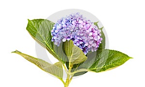 Lilac-blue hydrangea isolated on white
