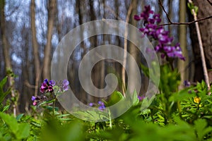 Lilac and blue Suffolk lungwort inflorescence, pagan ritual herb, mysterious meadow romantic mood, blurred tree trunks in back