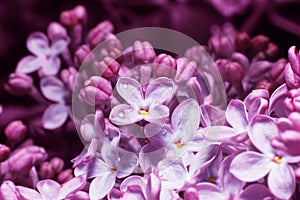 Lilac on blur background