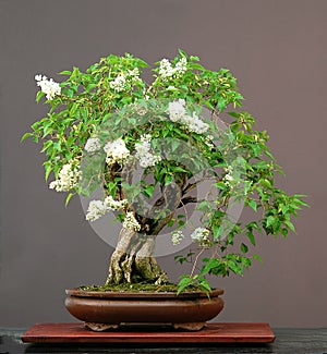 Lilac bonsai in bloom