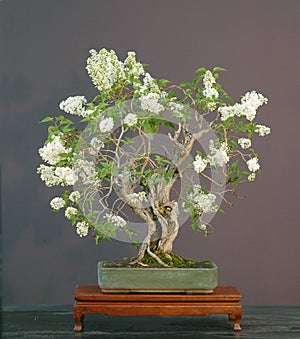 Lilac bonsai, flowering bonsai