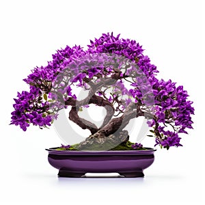 Lilac Bonsai: Isolated On White Background Fullframe Without Shade Or Shadow