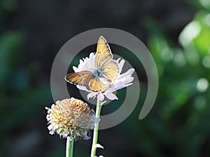 Lilac Bordered Copper Butterfly