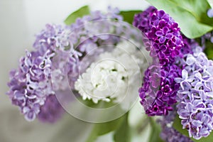 Lilac bouquet several colors over Syringa vulgaris. Lilac flowers bunch over blurred background. Beautiful violet Lilac flower