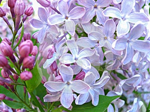 Lilac branch