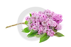Lilac branch