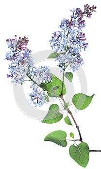 Lilac branch
