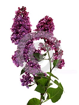 Lilac branch