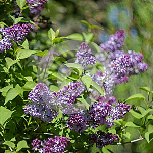 Lilac branch.