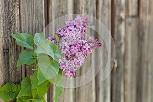 Lilac branch against the wooden background