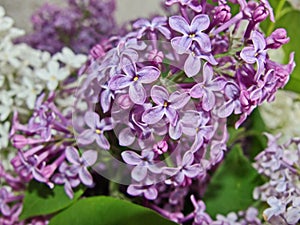 Lilac branch . All types of lilac differ in beautiful colors, which is why they are bred in gardens.