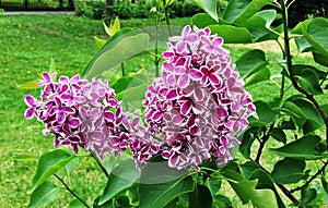 Lilac branch