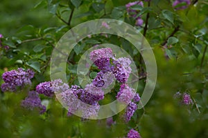 Lilac branch bloom. Bright blooms of spring lilacs bush. Spring blue lilac flowers close-up on blurred background. Bouquet of purp